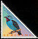 Spangled Cotinga Cotinga cayana  2001 Birds 