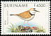 Collared Plover Anarhynchus collaris  2001 Birds 