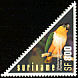 Black-headed Parrot Pionites melanocephalus  2002 Birds 