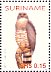 Roadside Hawk Rupornis magnirostris  2004 Birds Sheet
