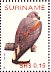 White-tailed Hawk Geranoaetus albicaudatus  2004 Birds Sheet