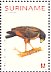 Rufous Crab Hawk Buteogallus aequinoctialis  2004 Birds Sheet