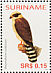 Laughing Falcon Herpetotheres cachinnans  2005 Birds Sheet