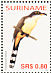 Mangrove Cuckoo Coccyzus minor  2005 Birds Sheet
