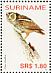 Tropical Screech Owl Megascops choliba  2005 Birds Sheet