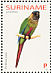 Painted Parakeet Pyrrhura picta