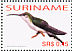 Grey-breasted Sabrewing Campylopterus largipennis  2006 Birds Sheet
