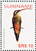 Long-tailed Hermit Phaethornis superciliosus