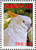 Yellow-crested Cockatoo  Cacatua sulphurea