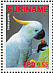 Sulphur-crested Cockatoo Cacatua galerita  2007 Cockatoos Sheet