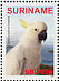 Sulphur-crested Cockatoo Cacatua galerita  2007 Cockatoos Sheet