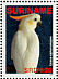 Yellow-crested Cockatoo  Cacatua sulphurea