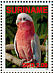 Galah  Eolophus roseicapilla