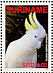 Sulphur-crested Cockatoo Cacatua galerita