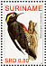 Yellow-tufted Woodpecker Melanerpes cruentatus  2007 Birds Sheet