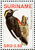 Yellow-tufted Woodpecker  Melanerpes cruentatus