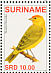 Saffron Finch  Sicalis flaveola