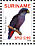 Dusky Parrot Pionus fuscus  2008 Birds 