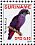 Dusky Parrot Pionus fuscus