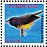 Plumbeous Euphonia Euphonia plumbea