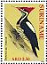 Lineated Woodpecker Dryocopus lineatus  2012 Birds 