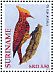Waved Woodpecker Celeus undatus  2012 Birds 