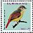 Ruddy-tailed Flycatcher Terenotriccus erythrurus  2013 Birds 