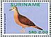 Ruddy Ground Dove Columbina talpacoti