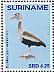 Black-bellied Whistling Duck Dendrocygna autumnalis  2015 Birds Sheet