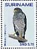 Slaty-backed Forest Falcon Micrastur mirandollei  2015 Birds Sheet