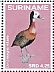 White-faced Whistling Duck  Dendrocygna viduata