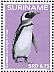 Magellanic Penguin Spheniscus magellanicus  2016 Birds Sheet