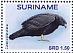 Zone-tailed Hawk Buteo albonotatus  2017 Birds Sheet