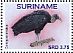 Black Vulture Coragyps atratus