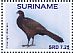 Dusky-legged Guan Penelope obscura