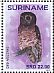 African Wood Owl Strix woodfordii