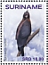 Black-and-chestnut Eagle Spizaetus isidori  2019 Eagles 2x12v sheet