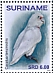 Long-billed Corella Cacatua tenuirostris  2019 Parrots 2x12v sheet