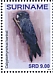 Baudin's Black Cockatoo Zanda baudinii