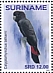 Glossy Black Cockatoo Calyptorhynchus lathami