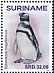 Magellanic Penguin Spheniscus magellanicus  2020 Penguins 