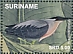 Striated Heron Butorides striata  2020 Nature  MS MS MS MS MS MS MS