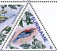 Helmeted Manakin Chiroxiphia galeata  2023 Birds Sheet
