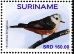 Cliff Flycatcher Hirundinea ferruginea