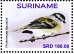 Planalto Tyrannulet Phyllomyias fasciatus