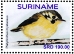 White-throated Spadebill Platyrinchus mystaceus