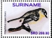 Grey-backed Tachuri Polystictus superciliaris
