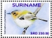 Ochre-faced Tody-Flycatcher Poecilotriccus plumbeiceps