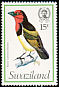 Black-collared Barbet Lybius torquatus  1976 Birds 