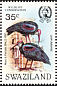 Southern Bald Ibis Geronticus calvus